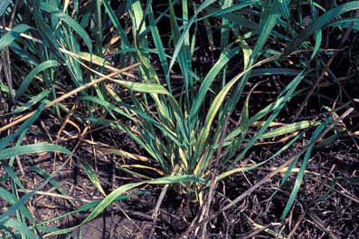 File:The infected wheat with WSMV.jpg.jpg
