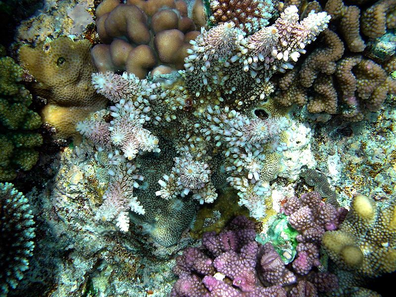 File:Coral Reef.JPG