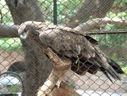 Eagle Lahore Zoo June302005.jpg