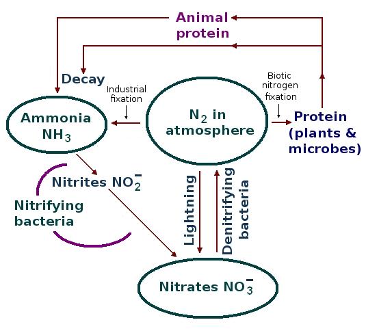 File:Nitrogen Cycle by T Sulcer.jpg