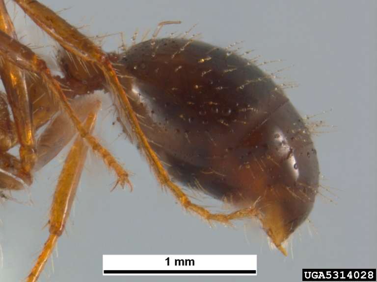File:Red imported fire ant abdomen.jpg