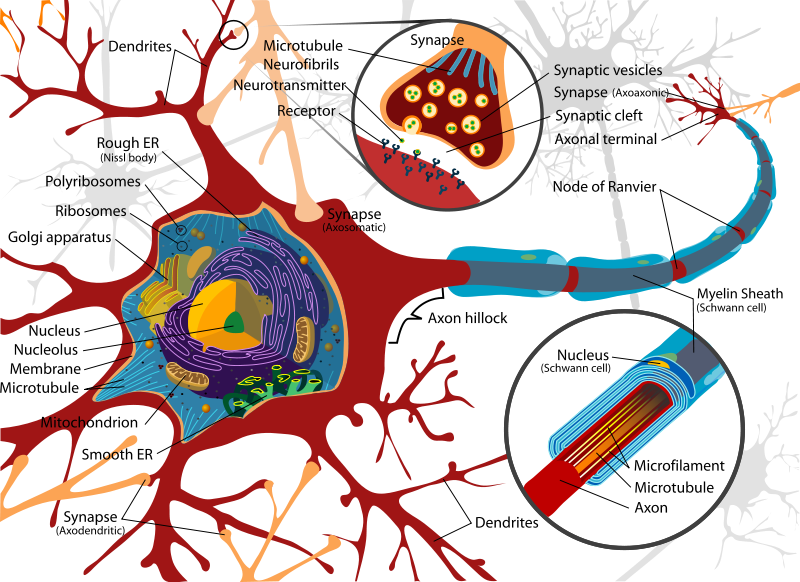 File:Complete neuron cell diagram.svg.png