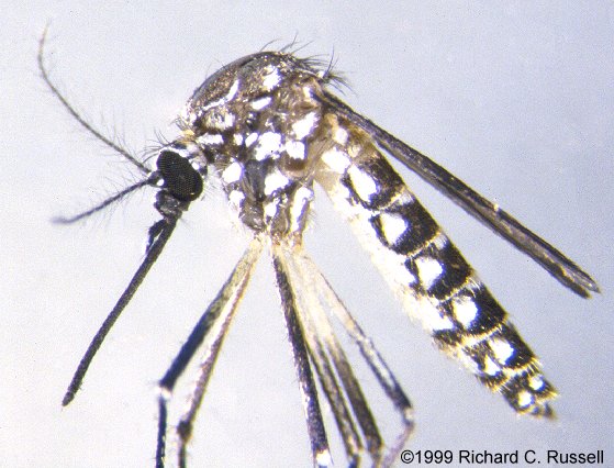 File:Aedes aegypti-gov.jpg