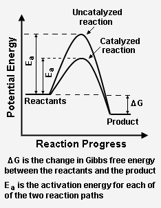 Catalysis reaction paths.png