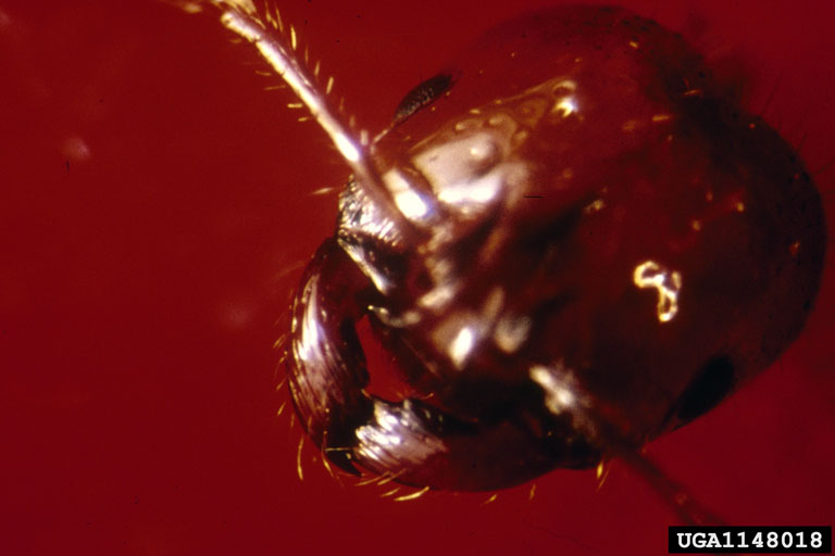 File:Red imported fire ant -- close-up of head.jpg