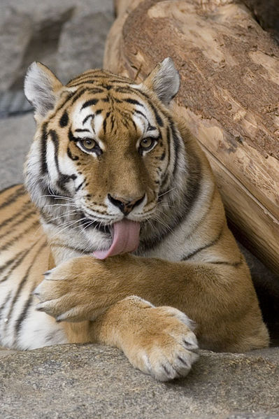 File:Panthera tigris.jpg