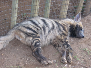 File:Striped hyaena (Hyaena hyaena) laying down.jpg