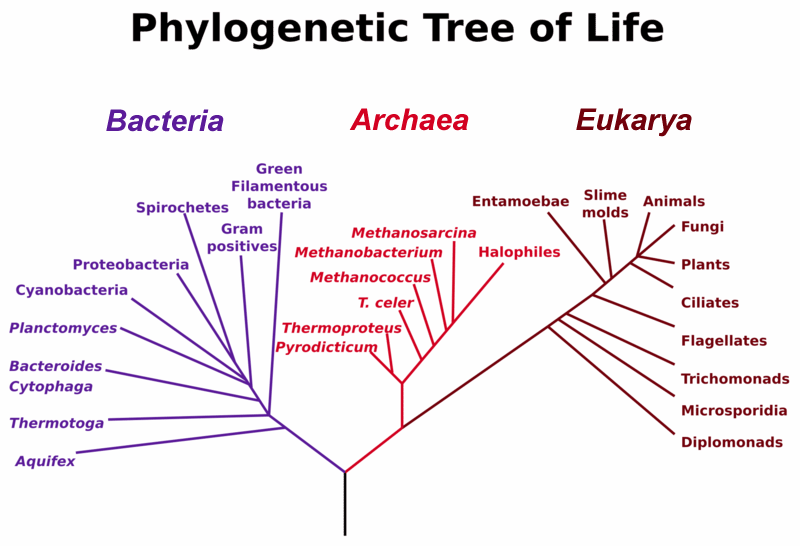 File:Tree phylogeny 3 domain.gif