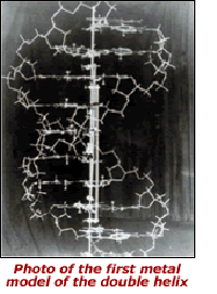 Watson-Crick DNA Metal Model.png