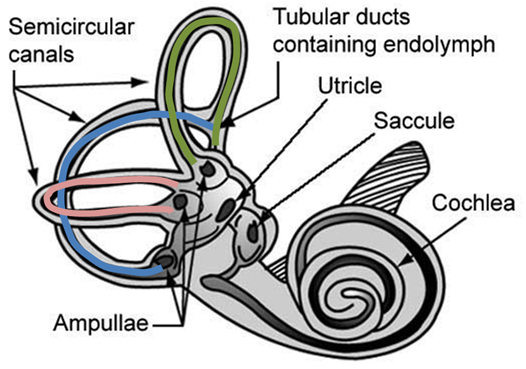 File:Vestibular system of ear.PNG