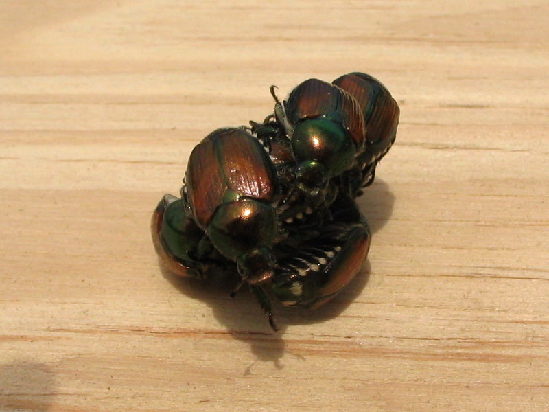 File:Japanese beetles.JPG