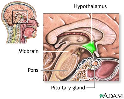 File:Hypothalamus pituitary.jpg