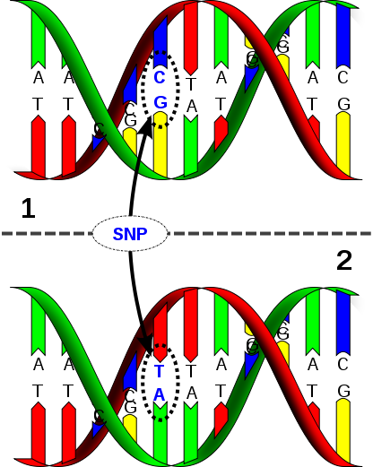 File:416px-Dna-SNP.svg.png