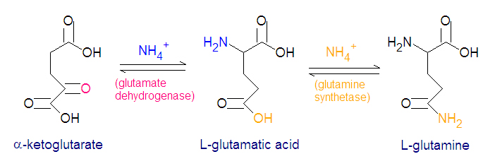 File:Glutamate glutamine synth1.jpg