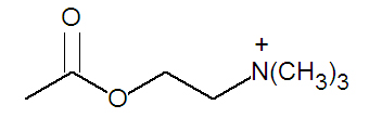 File:Acetylcholine DEVolk.jpg
