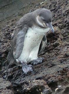File:Galapagos-penguin.jpg