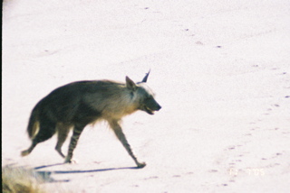 File:Brown hyaena (Parahyaena brunnea) heading toward seal colony, namibia.jpg