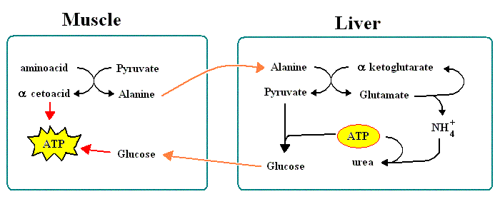 File:Alanine cycle.GIF