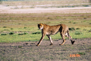 File:Cheetah.jpg