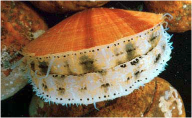 File:Bay Scallop.png