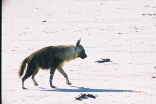 File:Brown hyaena on the beach of Namibia.jpg