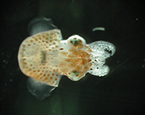 Juvenile squid1a.jpg