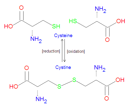 File:Cysteine vs Cystine10.jpg