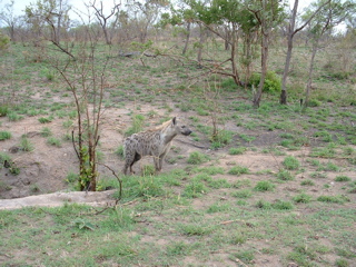 File:Spotted hyaenas in the Kruger Park.jpg