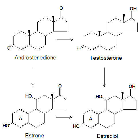 File:Estrogen from androgens DEVolk.jpg
