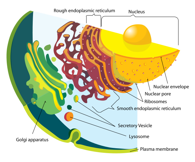 File:Endomembrane system diagram.jpg