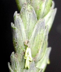 Wheat spikelet with the three anthers sticking out.