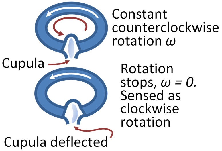 File:Cupula deflection.PNG