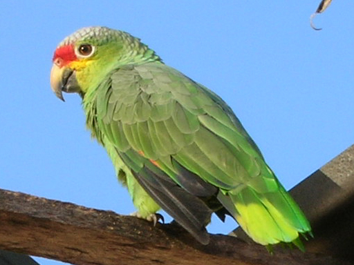 File:Chiapas parrot.jpg