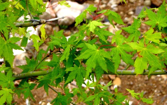 File:Acer Palmatum foliage in spring.JPG