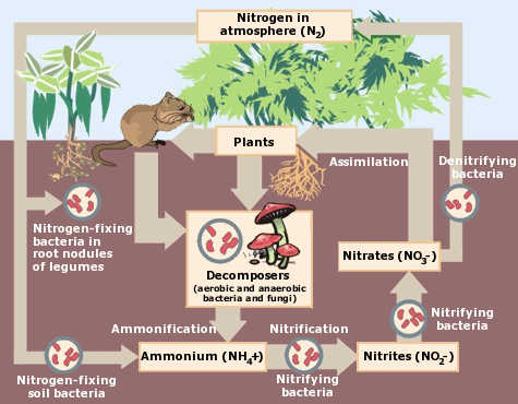 File:Nitrogen Cycle drawing.png