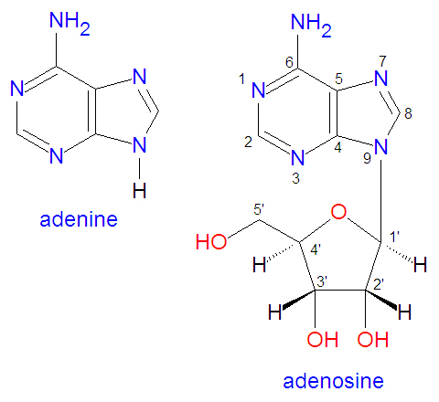 File:Adenine adenosine.jpg