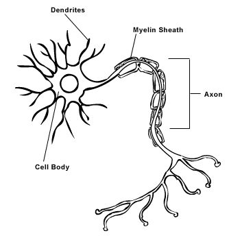 File:Neuron diagram with labels.gif