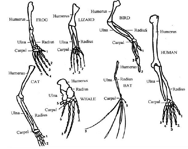 File:Various vertebrate limbs.jpg