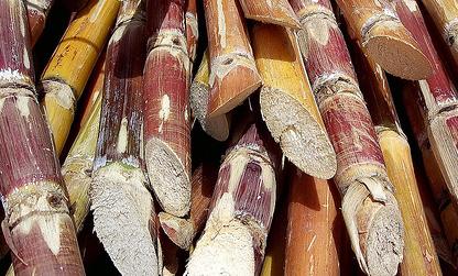 File:Cut sugar cane.jpg