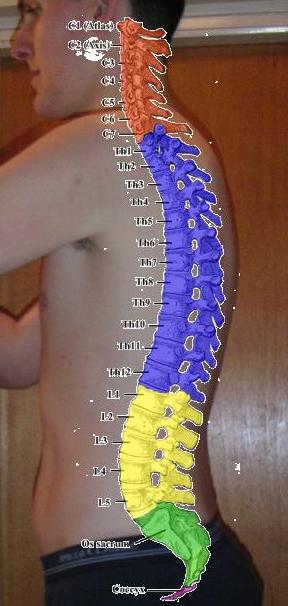 Spinal column lateral.jpg