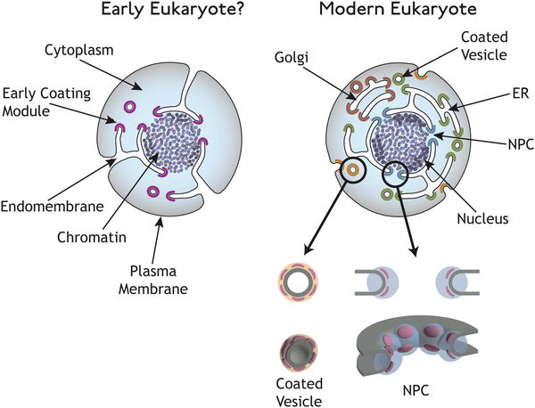 File:Eukaryotic cells membr.jpg