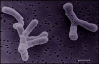 Bifidobacterium.jpg
