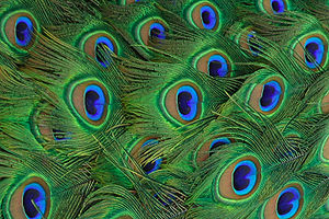 Lightmatter peacock tailfeathers closeup.jpg
