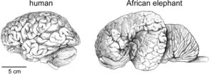 Herculano-Houzel 2009 human brain in numbers Fig 001.jpg