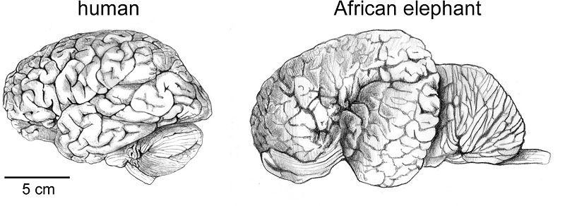 File:Herculano-Houzel 2009 human brain in numbers Fig 001.jpg