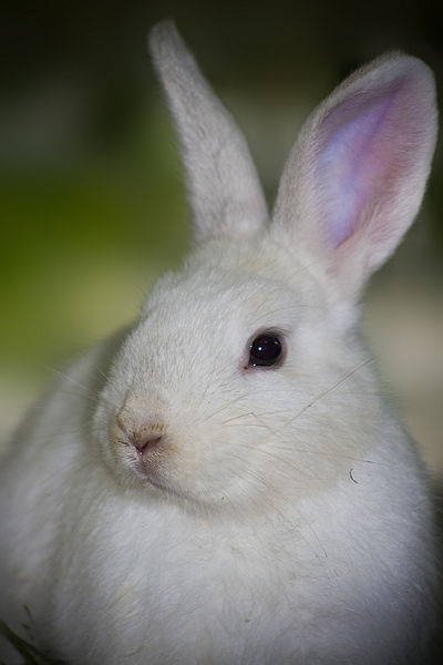 File:Rabbit.jpg