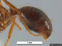 Red imported fire ant abdomen