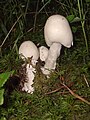 Young fruiting bodies showing conical caps.