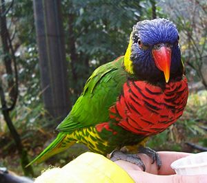 And a green-naped lorikeet. And yes, that's my hand. I really don't recommend this technique-- I took around 20 pictures and these were the only two that were usable.