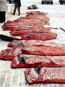 Meat from a Bowhead Whale, hunted and eaten by Inupiaq, Eskimos, in Barrow, Alaska. It is legal in Alaska for Inupiak to harvest some whale.